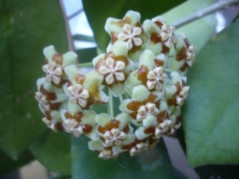 P1500415 - HOYA 2021-2