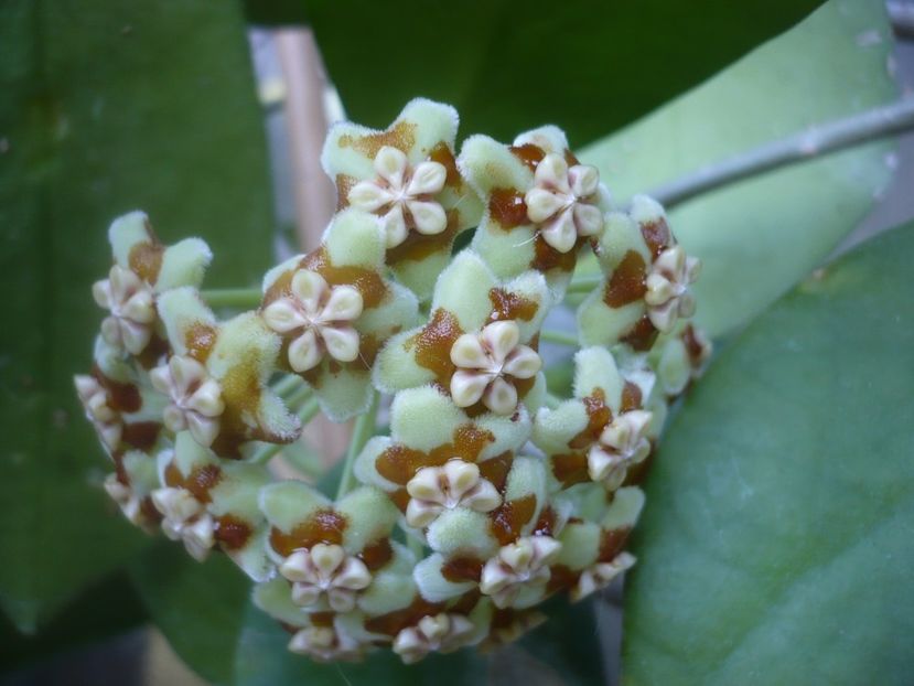 P1500416 - HOYA 2021-2