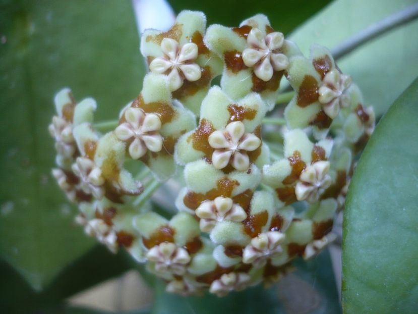 P1500418 - HOYA 2021-2