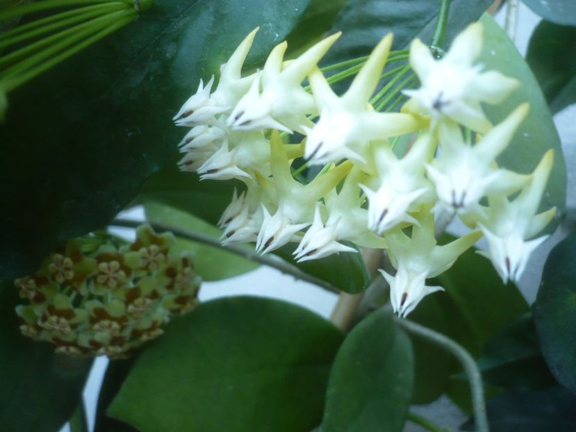 P1500419 - HOYA 2021-2