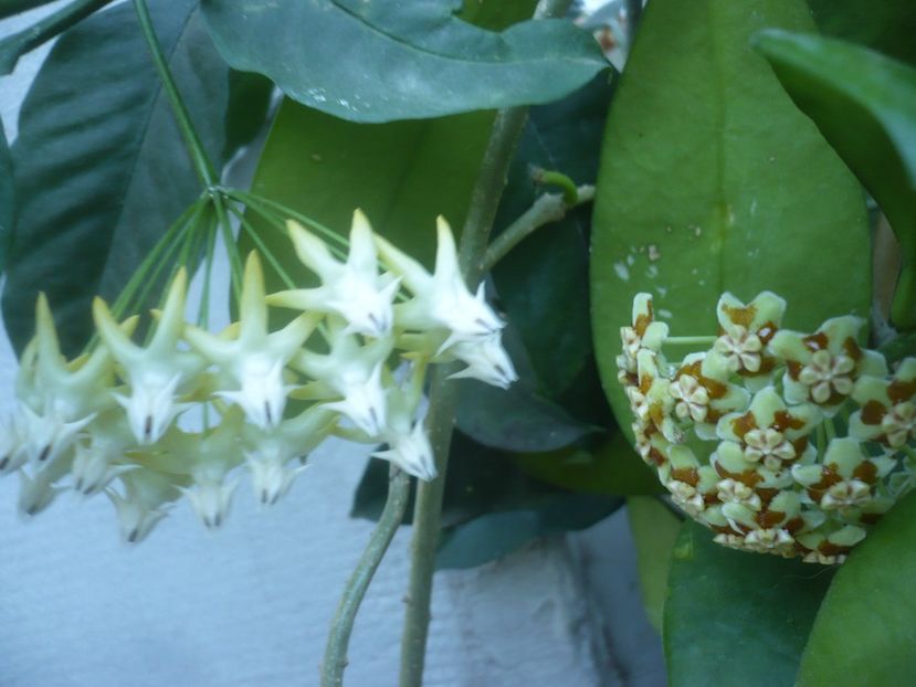 P1500420 - HOYA 2021-2