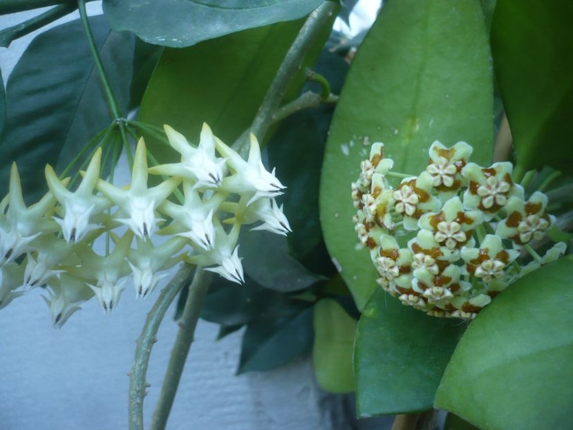 P1500421 - HOYA 2021-2