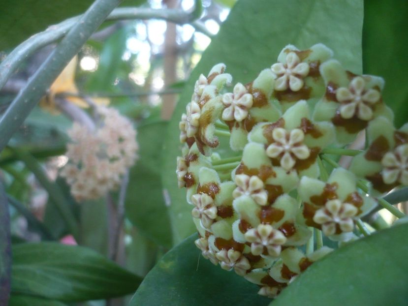P1500422 - HOYA 2021-2