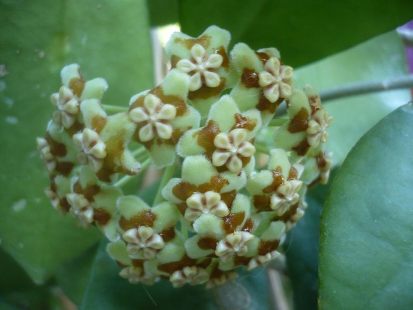 P1500424 - HOYA 2021-2