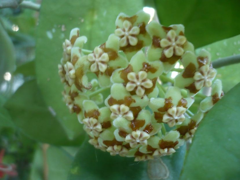 P1500425 - HOYA 2021-2