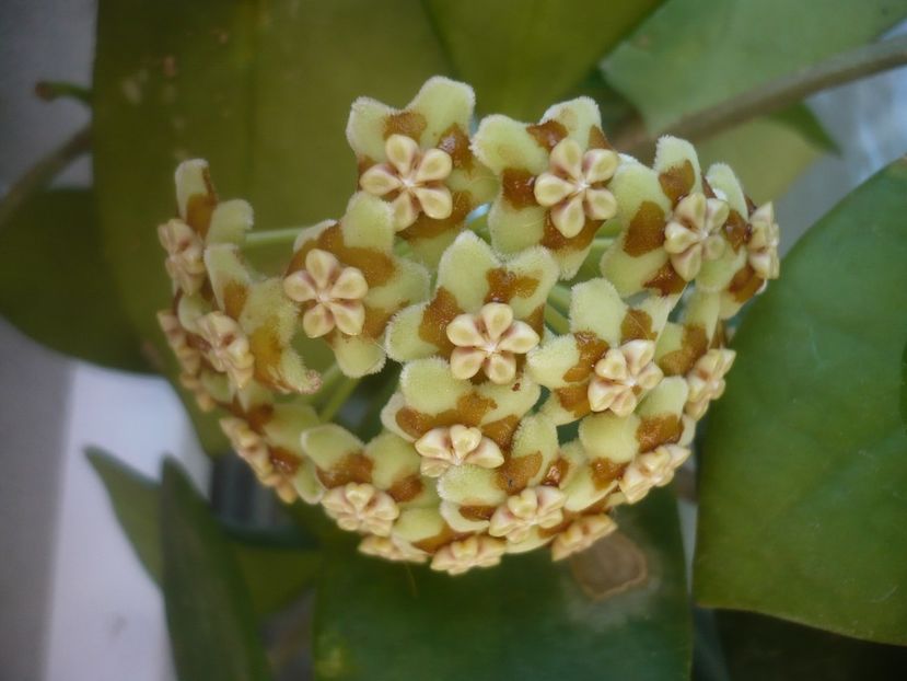 P1500397 - HOYA 2021-2