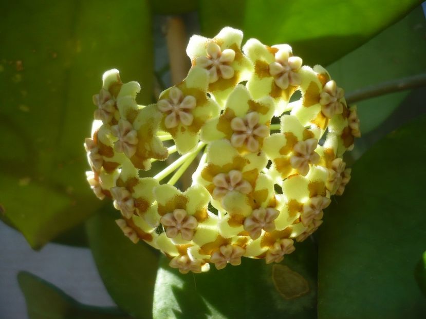 P1500398 - HOYA 2021-2