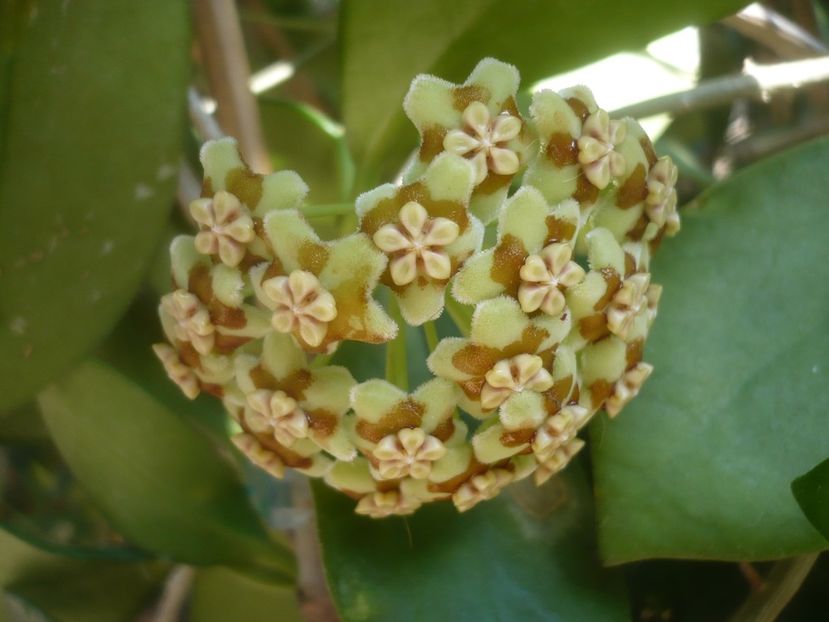 P1500399 - HOYA 2021-2