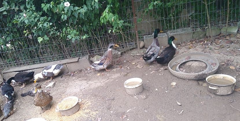 USER_SCOPED_TEMP_DATA_MSGR_PHOTO_FOR_UPLOAD_1628251343482_6829381122974950513 - Rațele macaitoare