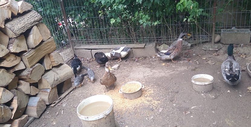 USER_SCOPED_TEMP_DATA_MSGR_PHOTO_FOR_UPLOAD_1628251339083_6829381104522370907 - Rațele macaitoare