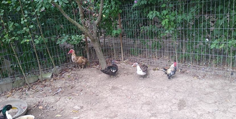 USER_SCOPED_TEMP_DATA_MSGR_PHOTO_FOR_UPLOAD_1628251330084_6829381066779004301 - Rațele macaitoare