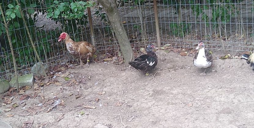 USER_SCOPED_TEMP_DATA_MSGR_PHOTO_FOR_UPLOAD_1628251324301_6829381042521674542 - Rațele macaitoare