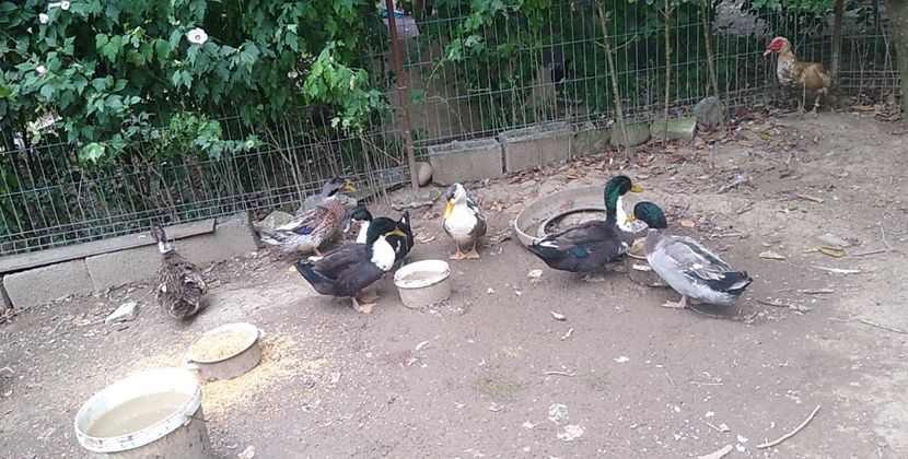 USER_SCOPED_TEMP_DATA_MSGR_PHOTO_FOR_UPLOAD_1628251318373_6829381017660600475 - Rațele macaitoare