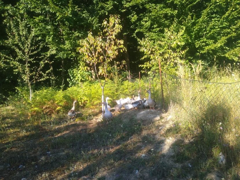  - Gâște 2020-2021