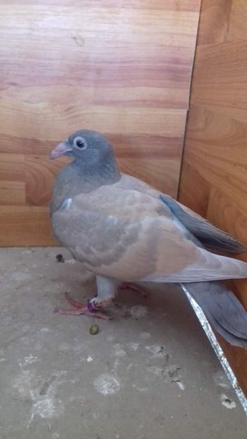  - NU IMI APARTIN ALBUM NR 2