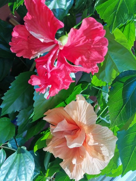  - Hibiscus 2015-2024