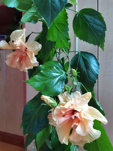  - Hibiscus 2015-2024