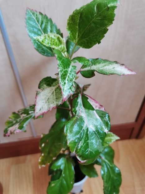  - Hibiscus 2015-2024