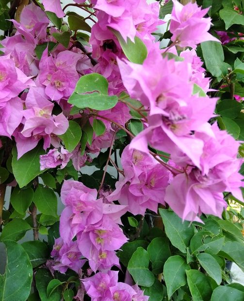 Pagoda pink - Bougainvillea 2021