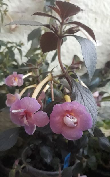 2021 - 0001 2022 - BRID s 3-20