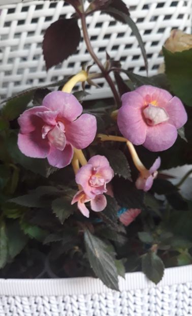  - 0001 2022 - BRID s 3-20