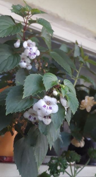  - 0001 2022 - Fimbriata