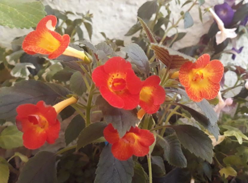  - 001 2021 - MM s TANIA