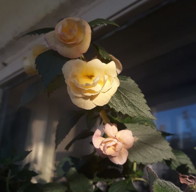  - 0001 2022 - RF s Tropicana