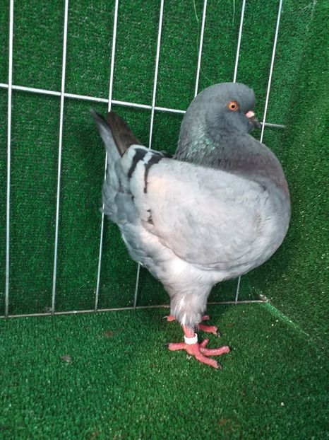 0-1 vanduta - king 2021