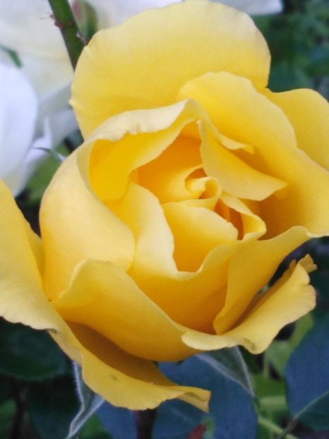  - dragostea  de natura