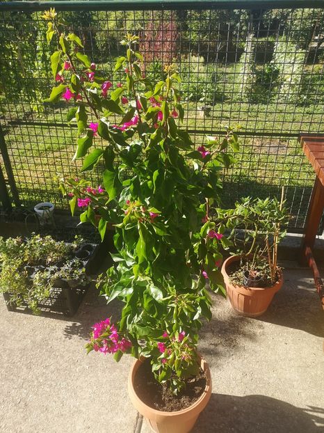 Bougainvillea spectabilis - 2021
