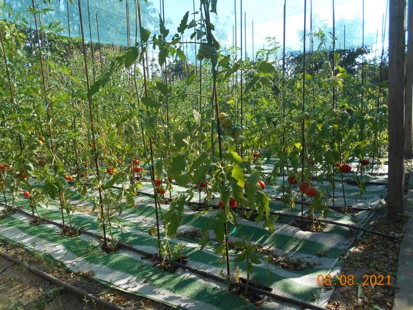  - 02 Gradina de legume 2021