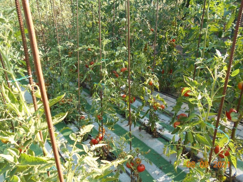  - 02 Gradina de legume 2021