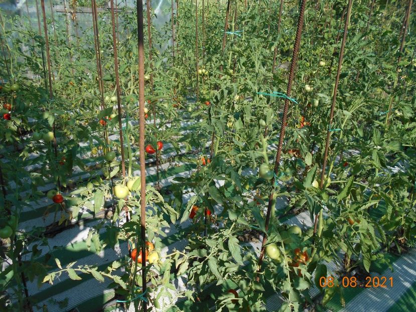  - 02 Gradina de legume 2021