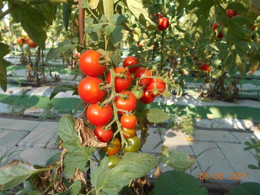  - 02 Gradina de legume 2021