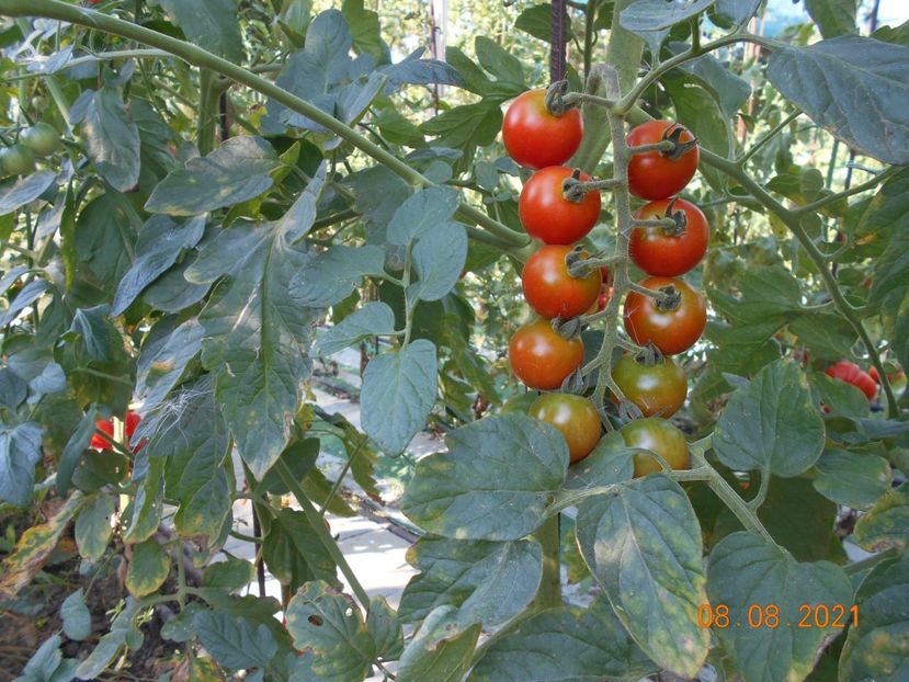  - 02 Gradina de legume 2021