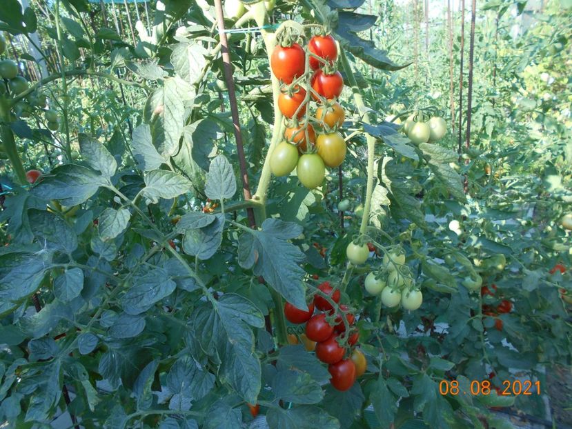  - 02 Gradina de legume 2021