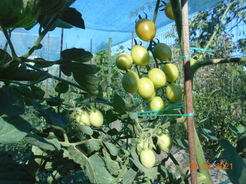  - 02 Gradina de legume 2021
