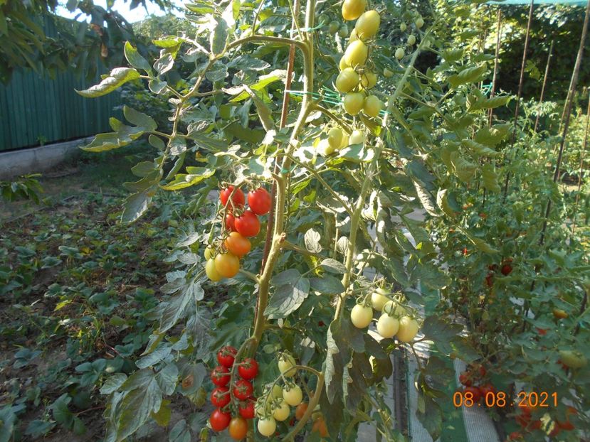  - 02 Gradina de legume 2021