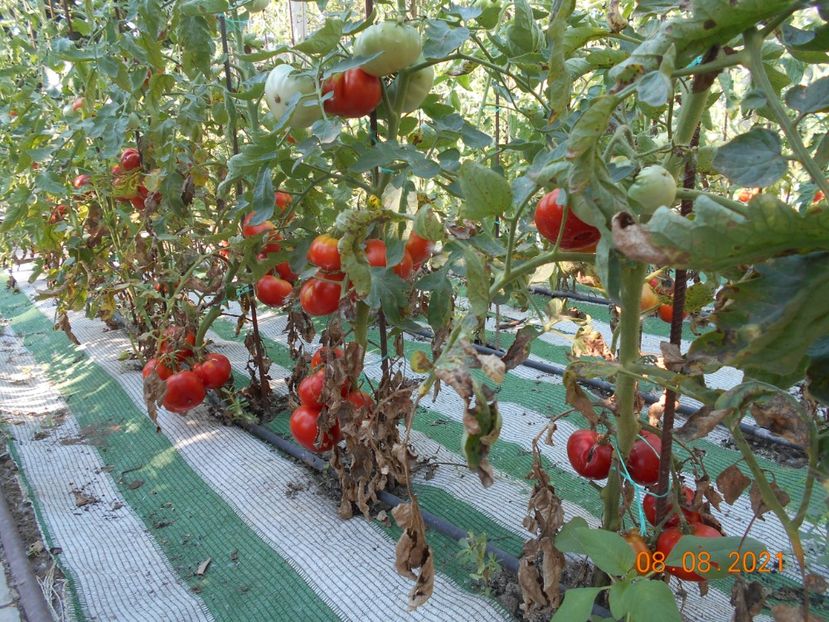  - 02 Gradina de legume 2021