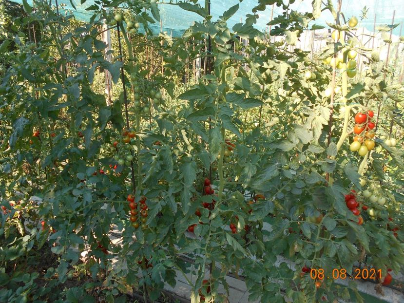  - 02 Gradina de legume 2021