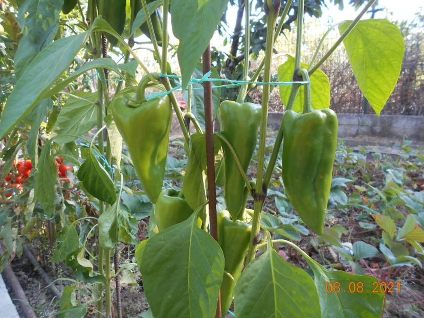  - 02 Gradina de legume 2021