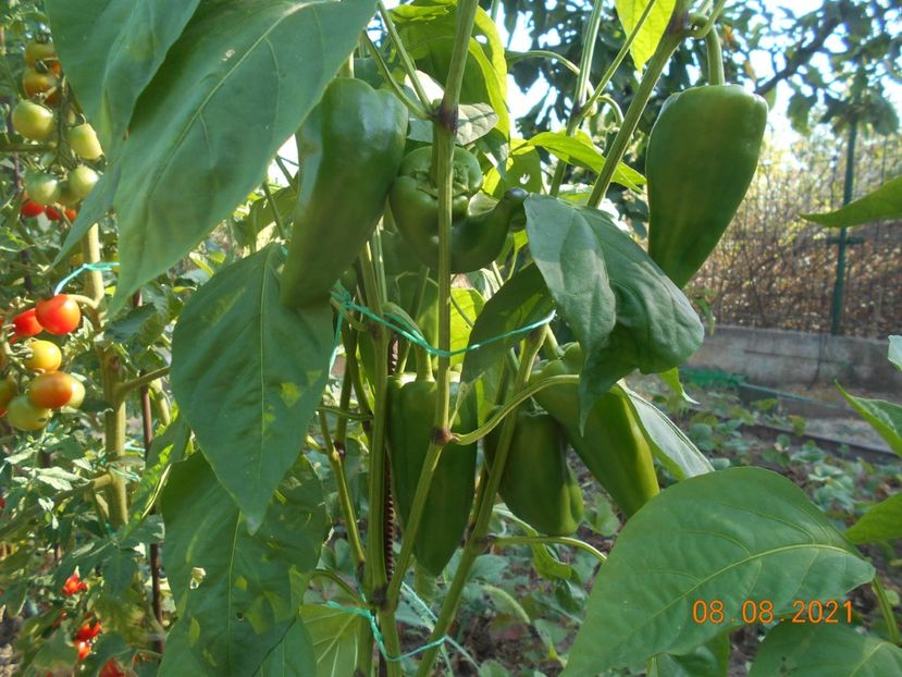  - 02 Gradina de legume 2021