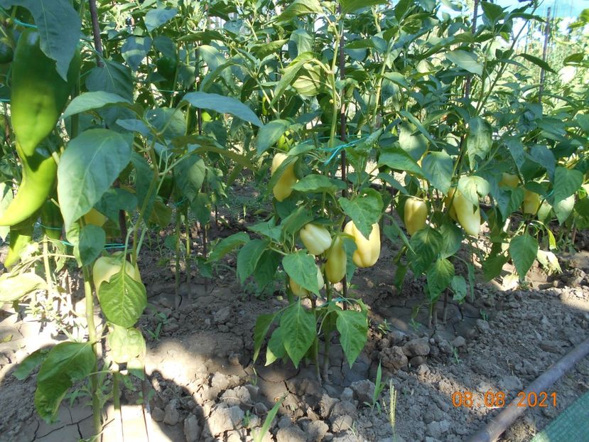  - 02 Gradina de legume 2021