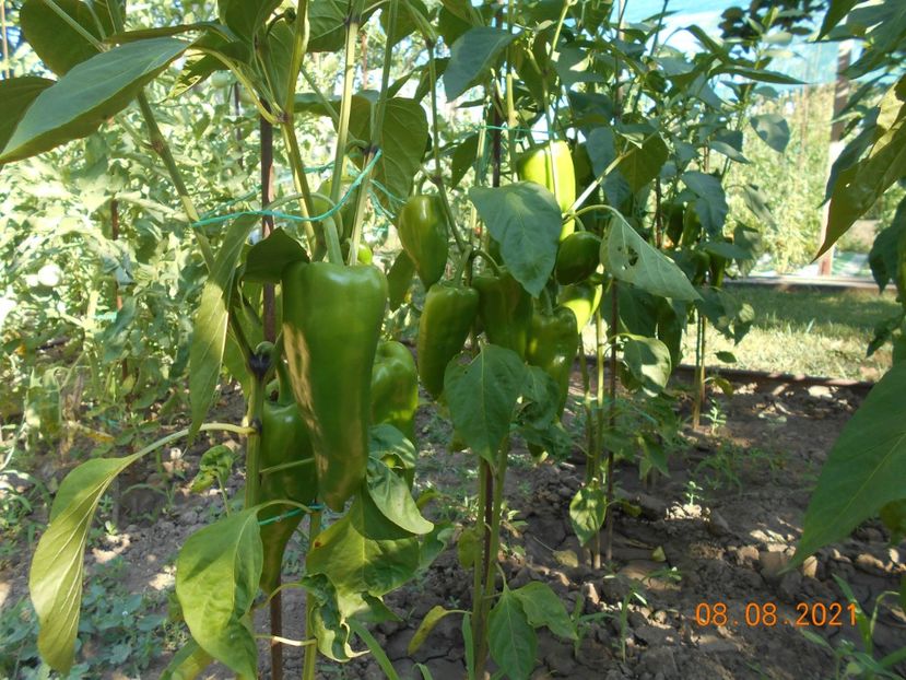 - 02 Gradina de legume 2021