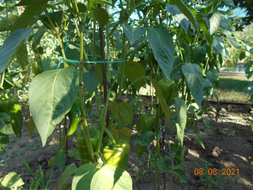  - 02 Gradina de legume 2021