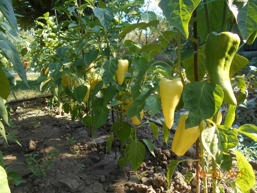  - 02 Gradina de legume 2021