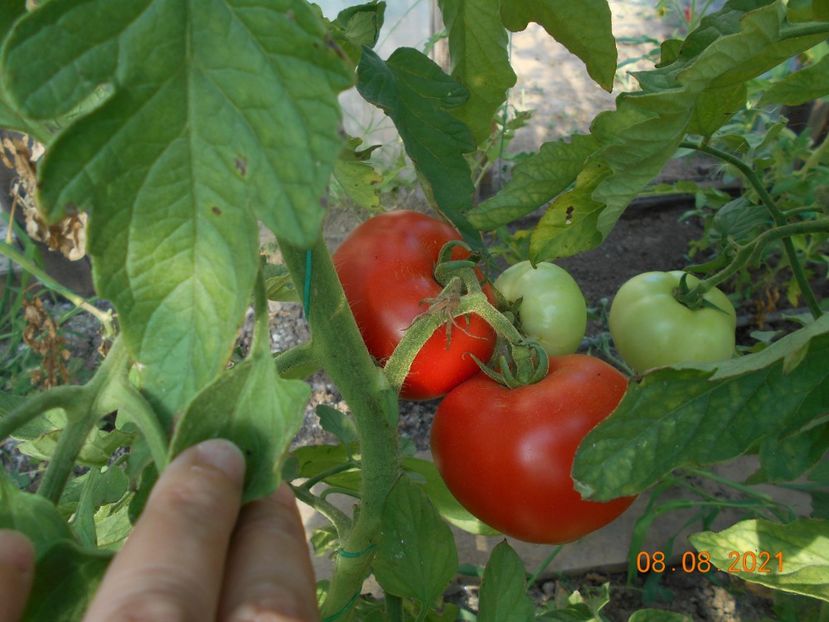  - 02 Gradina de legume 2021