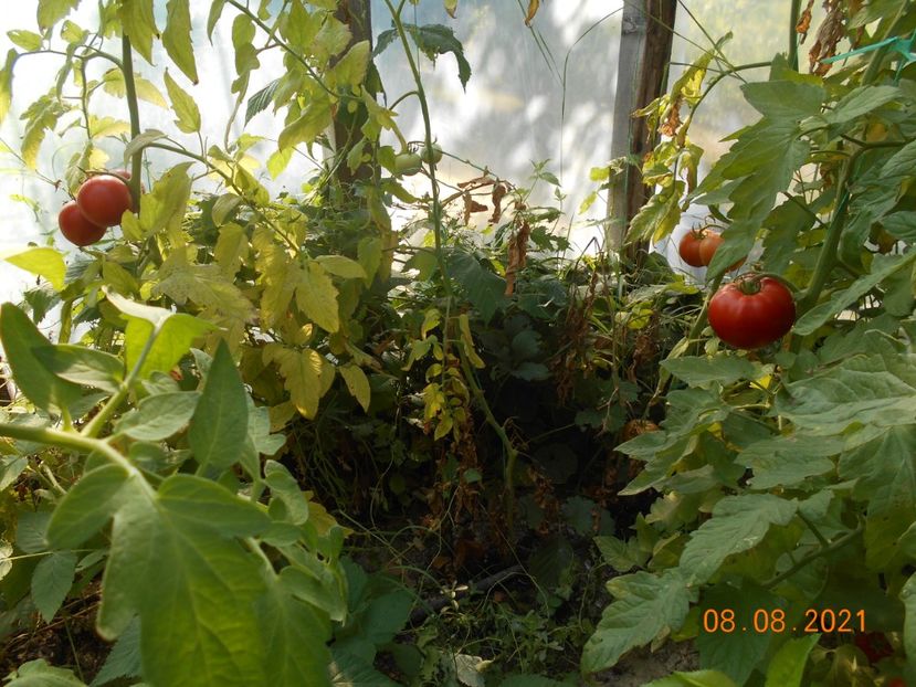  - 02 Gradina de legume 2021