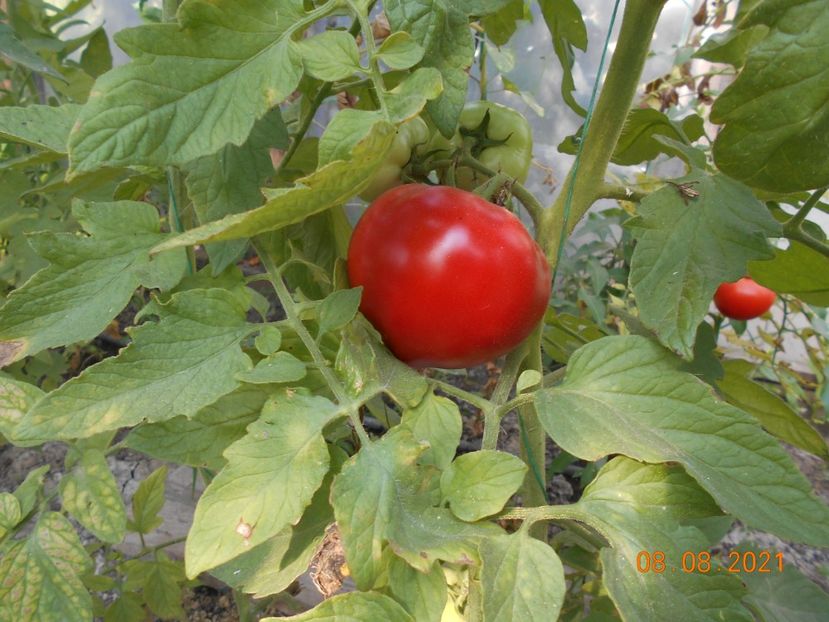  - 02 Gradina de legume 2021